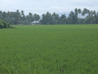 Gorontalo, Endonezya 'da Gündoğumunda Yeşil Pirinç Tarlaları ve Doğal Dağ Manzaraları