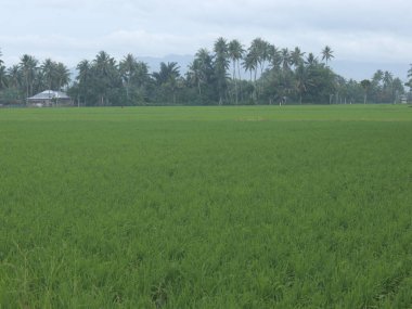 Gorontalo, Endonezya 'da Gündoğumunda Yeşil Pirinç Tarlaları ve Doğal Dağ Manzaraları