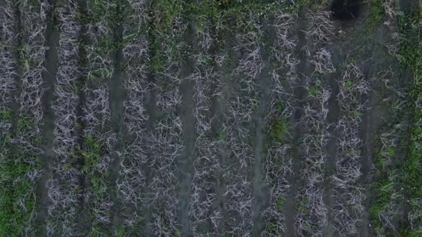 Luftaufnahme Von Gemüse Garten Unter Regenwasser — Stockvideo