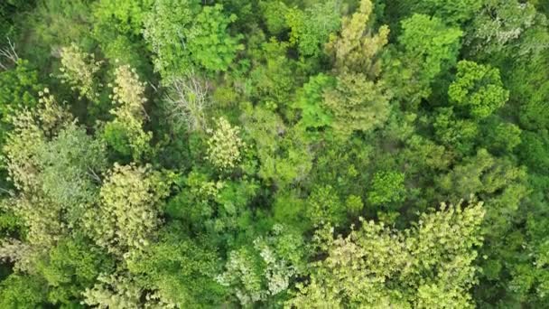 Вид Повітря Зелений Ліс Посеред Річки — стокове відео