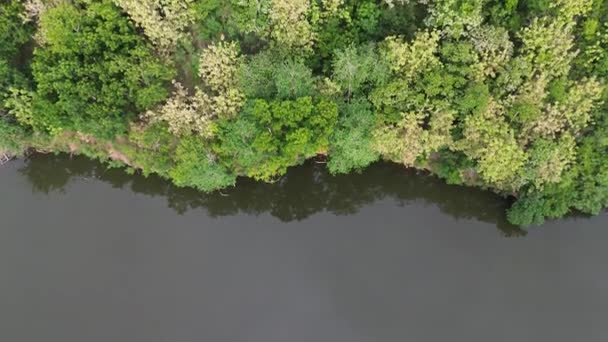Aerial View Green Forest Middle River — Stock Video