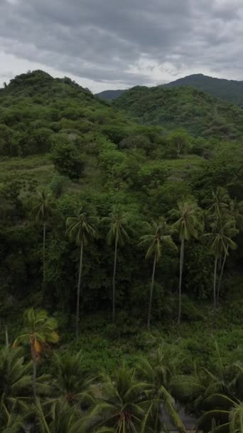 Вертикальные Кадры Тропического Острова Пальмами Корал Бич — стоковое видео