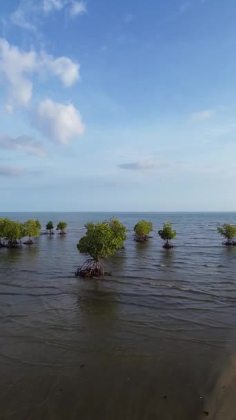 Filmati Droni Verticali Alberi Mangrovie Mare Indonesia — Video Stock
