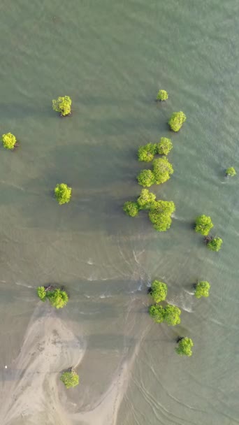 インドネシアの海のマングローブの木の垂直ドローンフッテージ — ストック動画