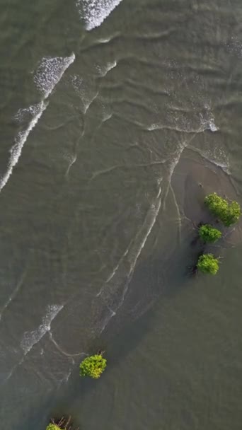 Függőleges Drónfelvételek Mangrove Fák Tengerben Indonézia — Stock videók