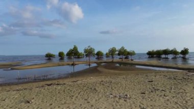 Mangrov ağaçlarının deniz manzarası, Endonezya