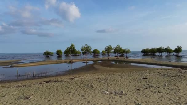 インドネシアの海のマングローブの木の空中ビュー — ストック動画