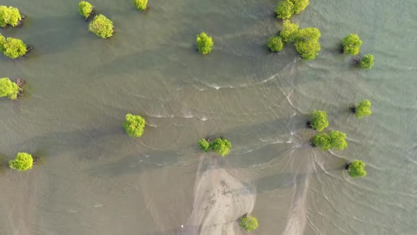 Вид Воздуха Мангровые Деревья Море Индонезия — стоковое видео