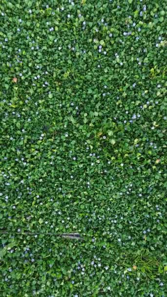 Vertikala Drönarbilder Hyacinth Covering River — Stockvideo