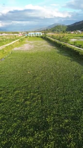 Vertical Drone Filmagem Água Hyacinth Covering River — Vídeo de Stock