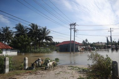 Tualango köyünde su basmış bölge, Gorontalo, Endonezya