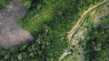 Yeşil ormanın havadan görünüşü. Doğa manzarası. Üst görünüm