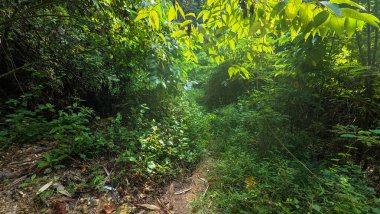 Endonezya 'daki tropikal ormanın manzarası. Doğa arkaplanı.