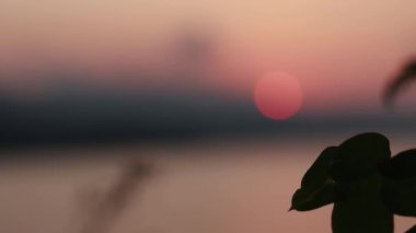 Gün batımında yaprakların silueti