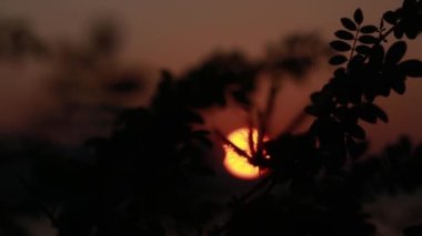 Gün batımında yaprakların silueti