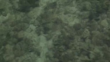 Mercan Resifi 'nin Deniz Seviyesi Üzerine Üst Görünümü