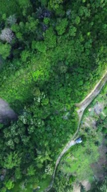 Yeşil bir ormanın havadan görünüşü. İHA 'dan üst görünüm.