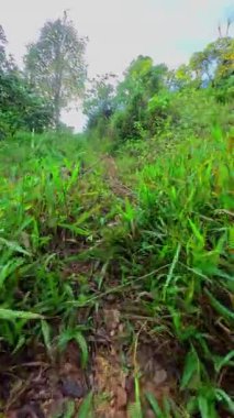 Endonezya 'nın Gorontalo eyaletindeki ormandaki toprak yol..