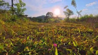 Yeşil Çimlerin Üzerinde Gün Doğumu Manzarası