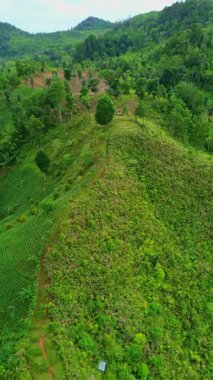 Yemyeşil tepelerin ve dağların havadan görünüşü