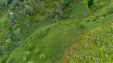 Lush Green Hillside 'ın Hava Görünümü
