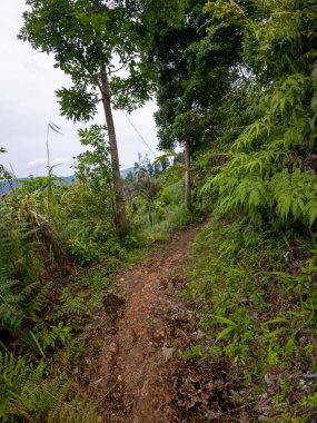 Yeşilliklerle çevrili Manzaralı Yürüyüş Yolu