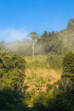 Bir yamaçtaki puslu orman manzarası