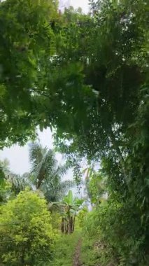 Yeşillikte Sahne Yürüyüşü Yolu