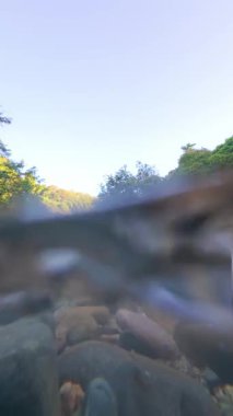 Lush Green tarafından çevrelenmiş Nehrin Yavaş Hareketli Manzarası 