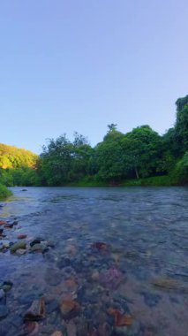Berrak Ağaçlarla çevrili Sakin Nehir Akıntısı