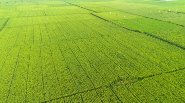 Pirinç Tarlaları ve Tarım Alanlarının Havadan Görünümü