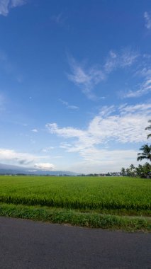 Bulutlu Gökyüzünün Altındaki Çeltik Tarlası Yolu