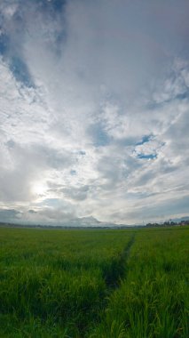 Bulutlu Gök altında yemyeşil pirinç tarlası
