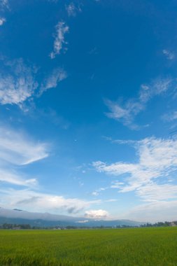 Bulutlu Gök altında yemyeşil pirinç tarlası