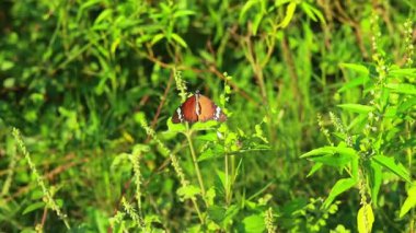 Monarch kelebek üzerinde yeşil bir bitki