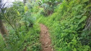 Tropikal arazide yemyeşil patika