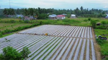 Plastik Mulch ile Tarım Alanının Hava Görünümü