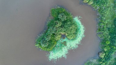 Bataklık ve Su Üst Görünümü