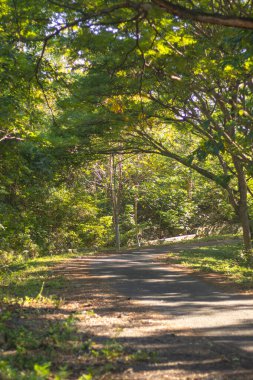Yeşiller Ormanı 'ndan Geçiş Yolu