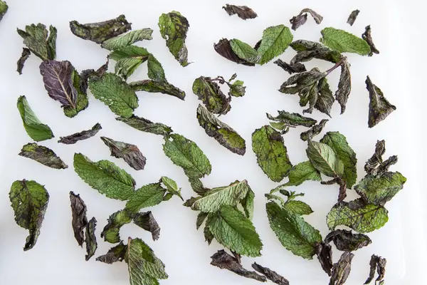 Mint leaves prepared to dry on white background.
