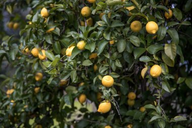 Taze ve sulu limonlarla dolu organik limon ağacı. Hasat zamanı. Limon ağacı dalının yakın görüntüsü. 