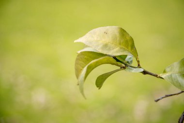 Doğadaki basitlik. Ağacın dalına vurgulanmış limon ağacı yaprakları, bulanık yeşil bir arka planla. Masaüstü arkaplanı ya da açık hava için güzel bir resim. Boşluğu kopyala