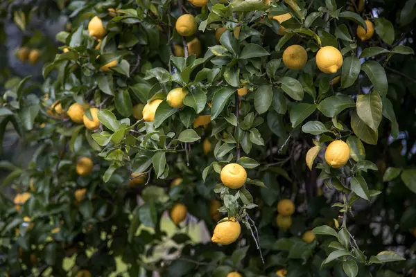 Organic lemon tree full of fresh and juicy lemons. Harvest time. Close-up view of lemon tree branch.