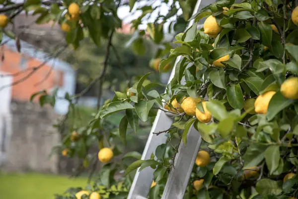 Organic lemon tree full of fresh and juicy lemons. Harvest time. Ladder next to lemon tree to help pick lemons. Close up