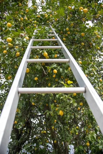 Organic lemon tree full of fresh and juicy lemons. Harvest time. Ladder next to lemon tree to help pick lemons. View from bottom to top.
