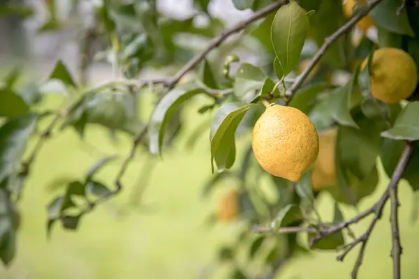 Organic lemon tree full of fresh and juicy lemons. Harvest time. Close-up view of lemon tree branch. Selective focus.