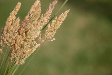 Holcus lanatus - yeşil çayırdaki bulanık arka planlı yaban bitkisinin ayrıntıları.