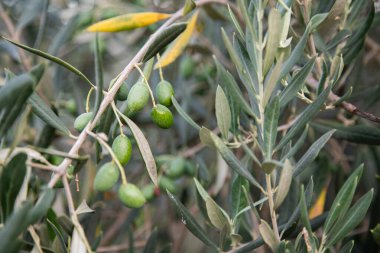 Olgun zeytinli zeytin ağacı. Zeytin dalları. Kapatın. Portekiz, Tras-os-montes.