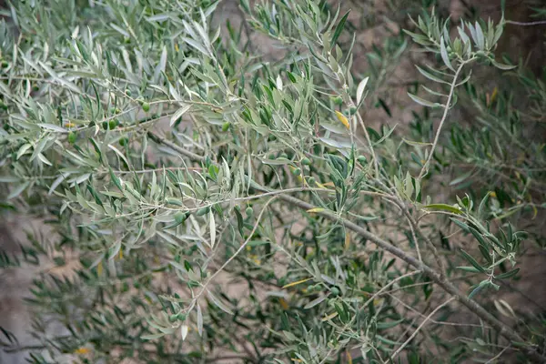 Olgun zeytinli zeytin ağacı. Zeytin dalları. Kapatın. Portekiz, Tras-os-montes.