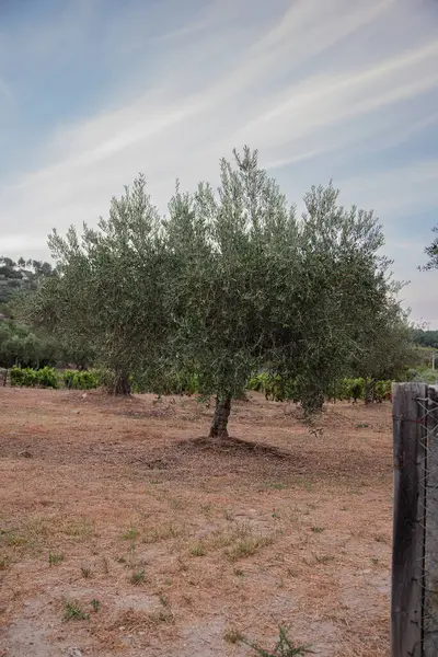 Olgun zeytinli zeytin ağacı. Portekiz, Tras-os-montes. Boşluğu kopyala